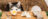 food_cat