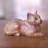 wood_cat_1