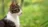 cat_left_side