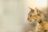 cat_right_side